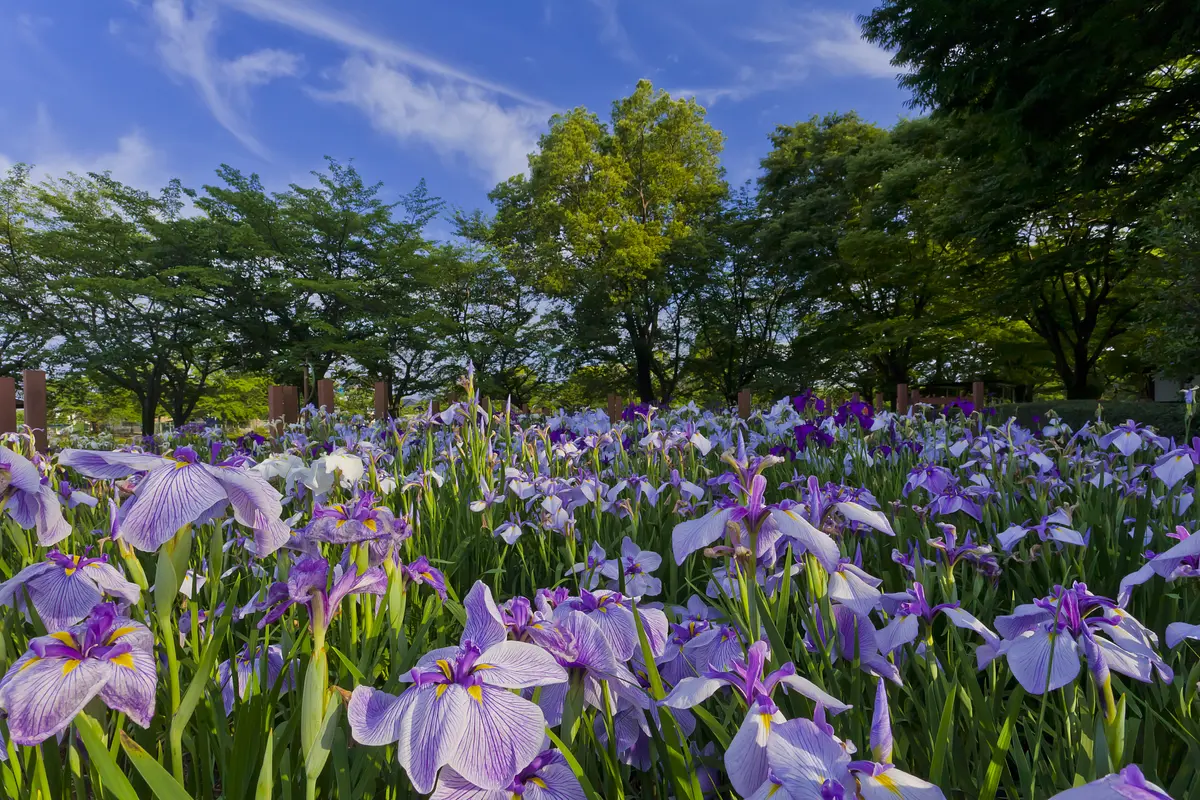 花菖蒲園06.jpg