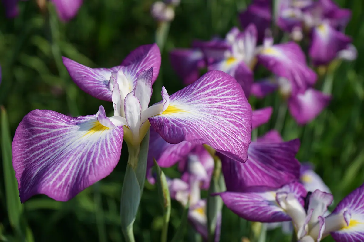 花菖蒲園08.JPG