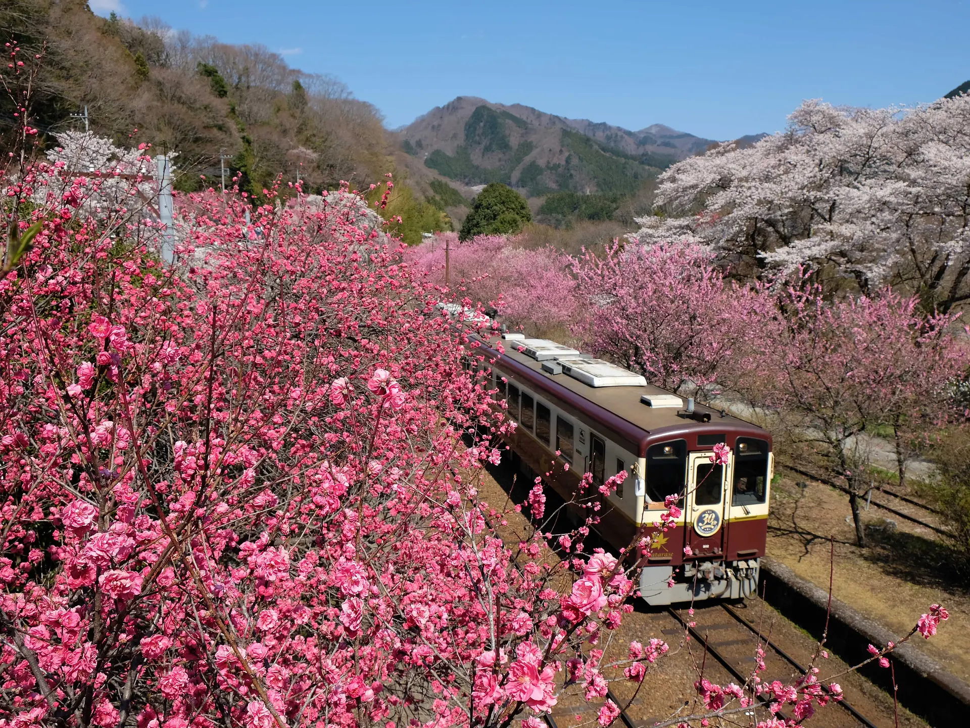 神戸駅花桃.JPG