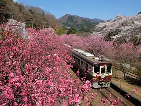 群馬県内の花の名所《春～夏》その１（前橋市、桐生市、館林市、藤岡市、玉村町、邑楽町、みどり市、高崎市）