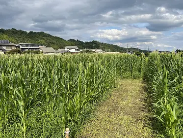 とうもろこし迷路（ミョウギノツチ農園）