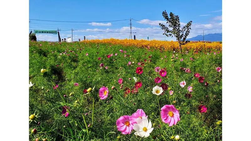 鼻高展望花の丘（コスモスとヤナギバヒマワリ）