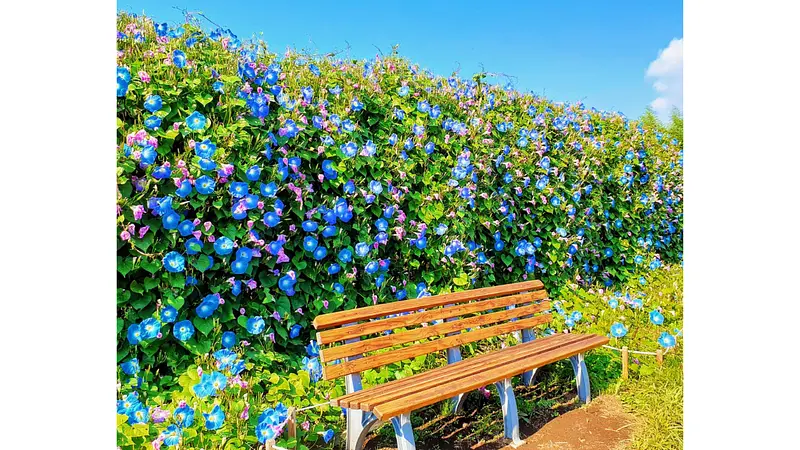 鼻高展望花の丘（カレドニアブルー）