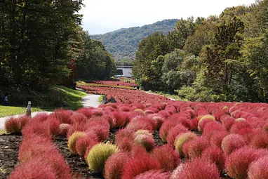 たんばらコキアガーデン