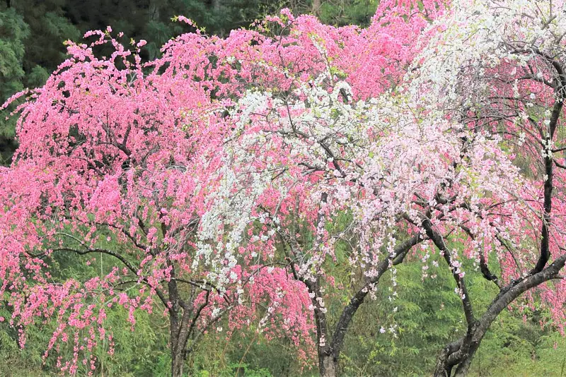 1，小夜戸・大畑花桃街道　しだれ桃-1024x683.jpg