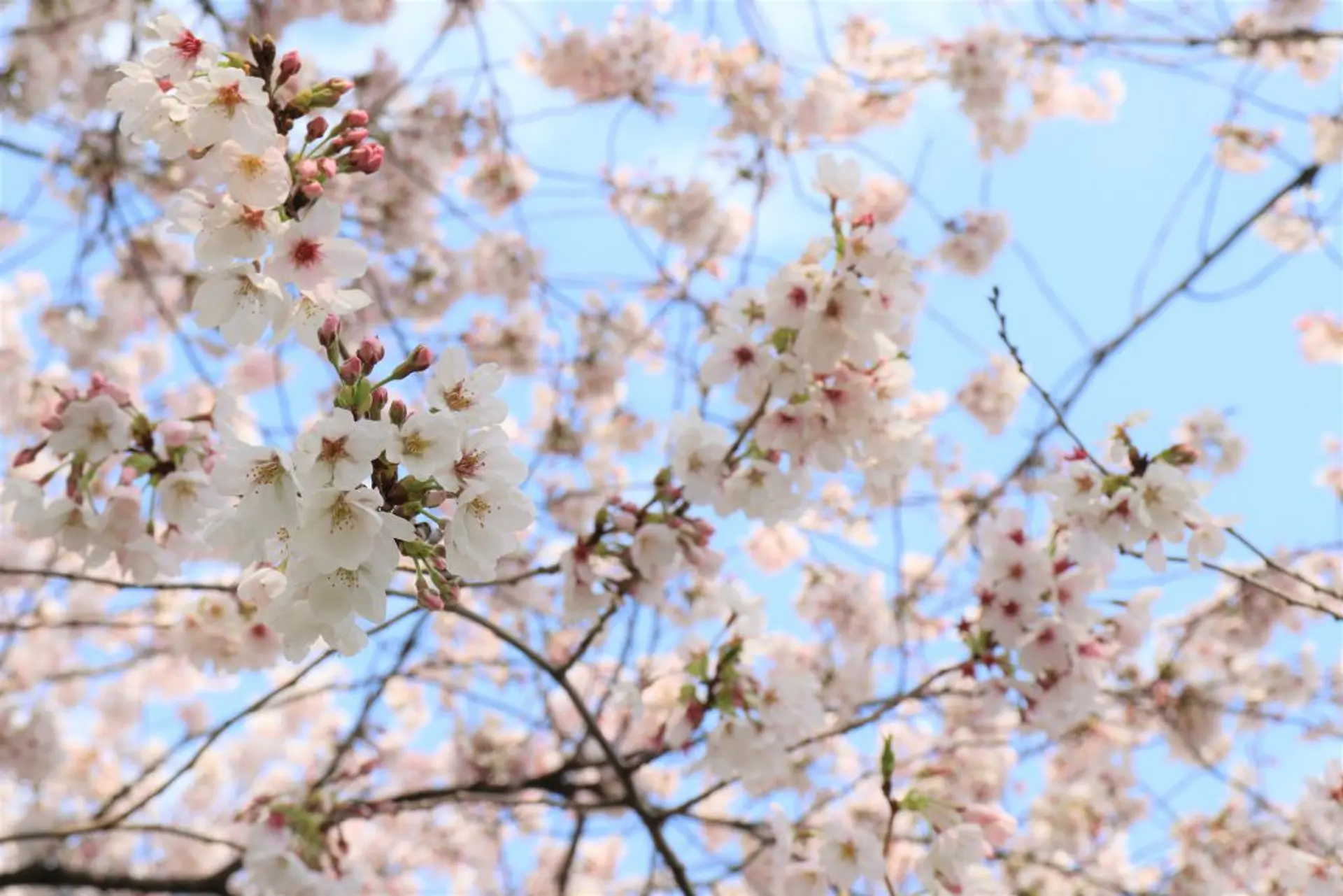 桜並木と雷様のパワースポットを巡る ー春の群馬のんびり旅ー | 特集一覧 | 心にググっと観光ぐんま