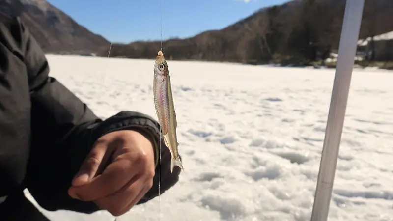 釣りあげたワカサギ