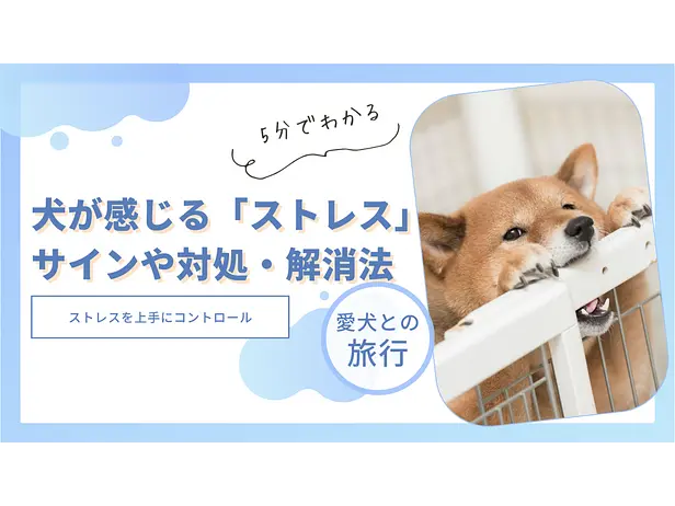 犬が感じる「ストレス」、そのサインや対処、解消法とは
