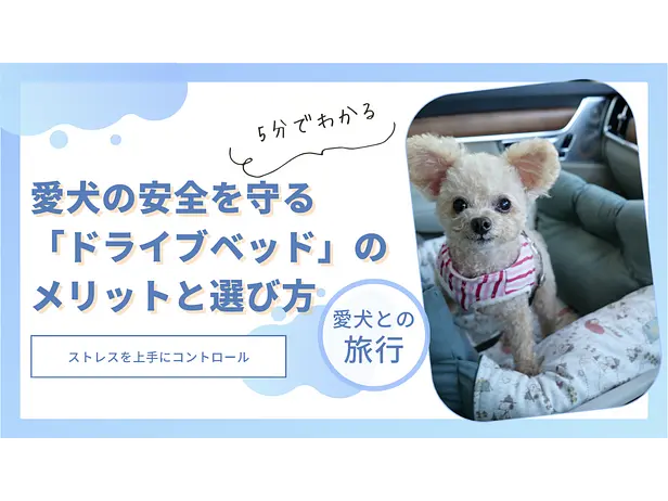 車での外出時、愛犬の安全を守る「ドライブベッド」のメリットと選び方