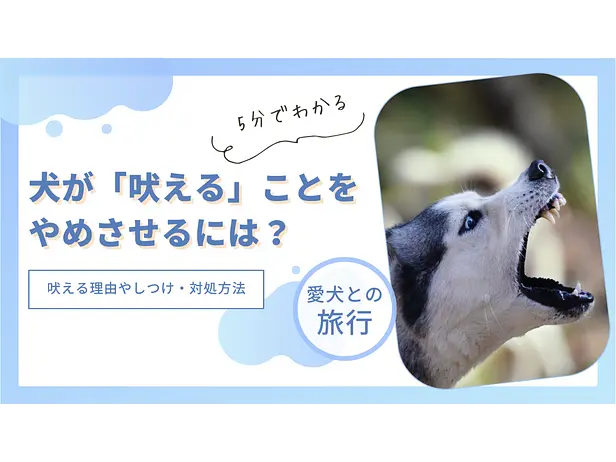 ⽝が「吠える」ことをやめさせるには？ 吠える理由やしつけ・対処方法