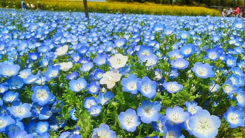 鼻高展望花の丘（ネモフィラ）