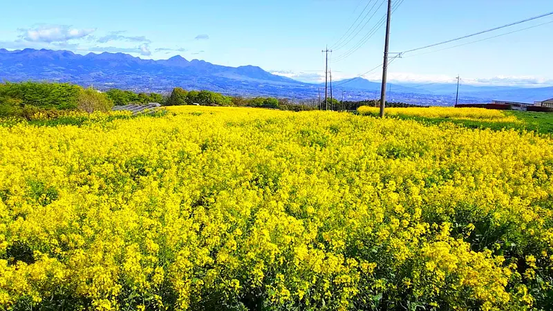 鼻高展望花の丘(菜の花)
