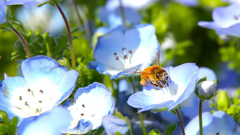 鼻高展望花の丘(ネモフィラ)