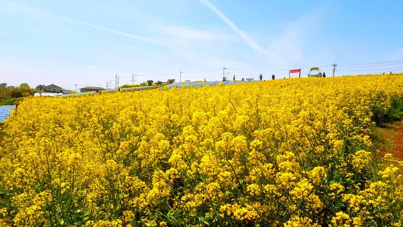 鼻高展望花の丘(菜の花)