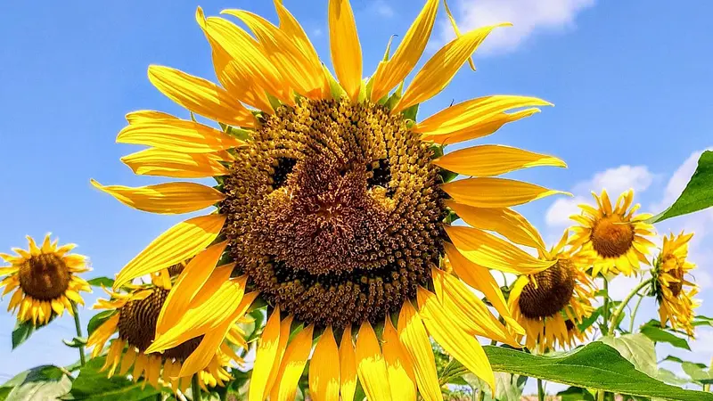 鼻高展望花の丘(ヒマワリ)