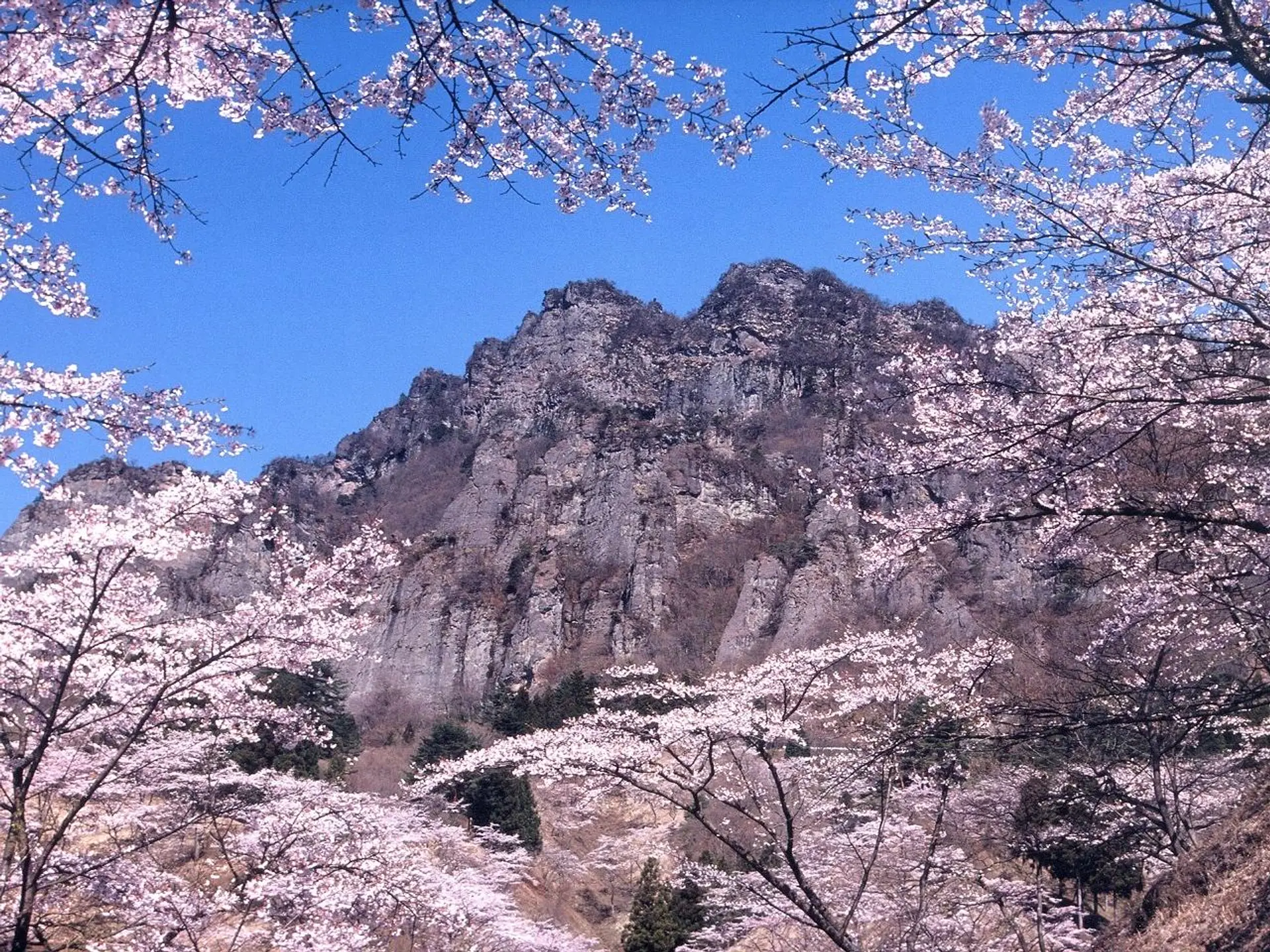 県立森林公園さくらの里(下仁田町)