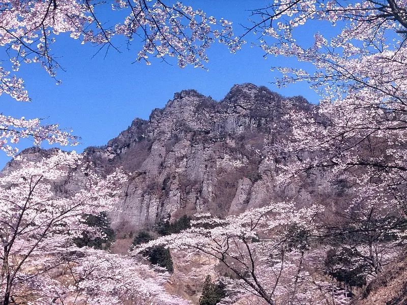 県立森林公園さくらの里（下仁田町）