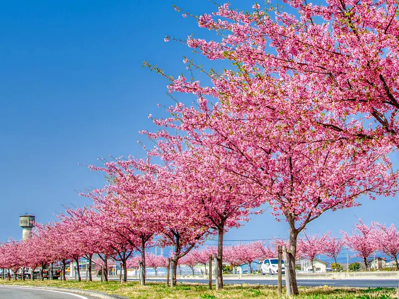 玉村町の河津桜（玉村町）