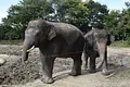 サファリパーク4