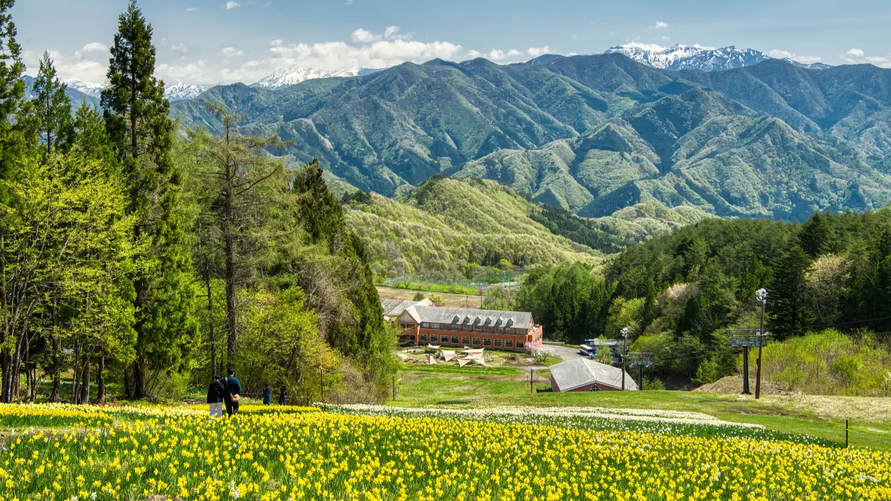 ノルンみなかみフラワーガーデン すいせんまつり | スポット一覧 | 心