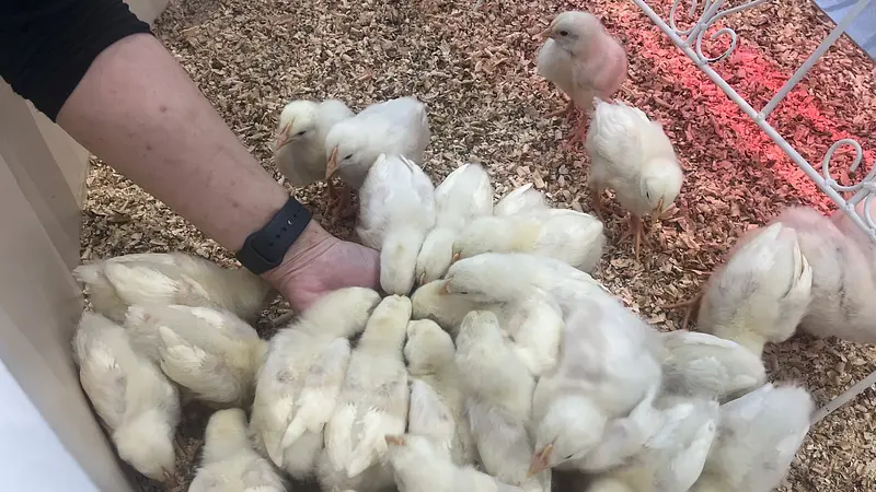 ひよこ