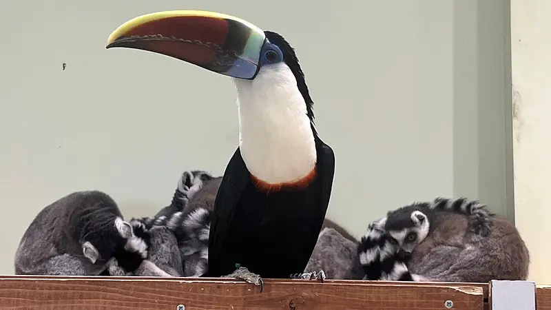 シロムネオオハシとワオキツネザル