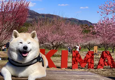 秋間梅林