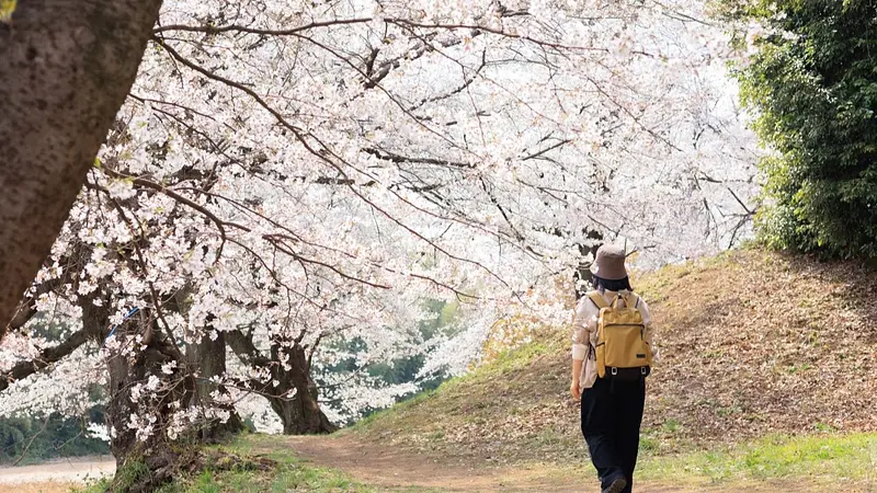 七輿山古墳（桜）
