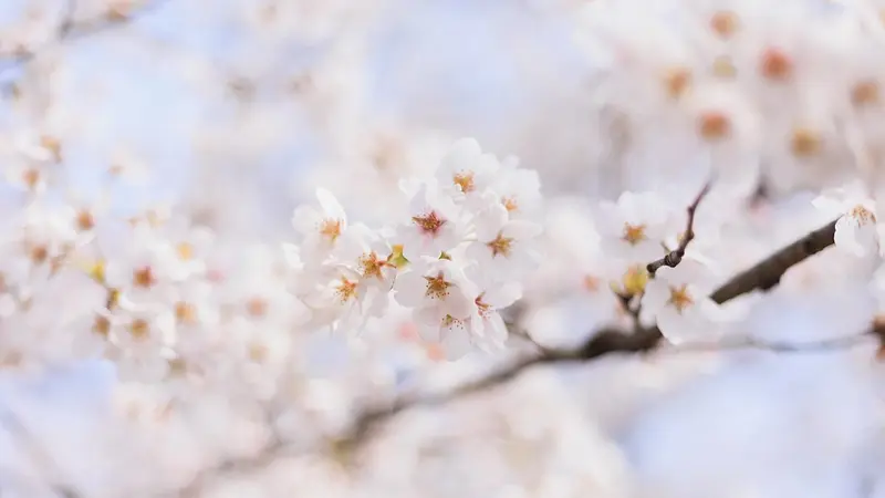 七輿山古墳（桜）