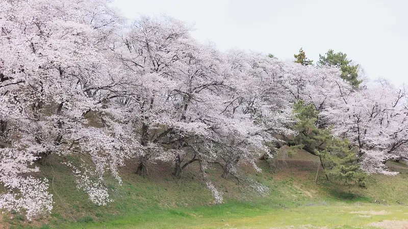 七輿山古墳（桜）