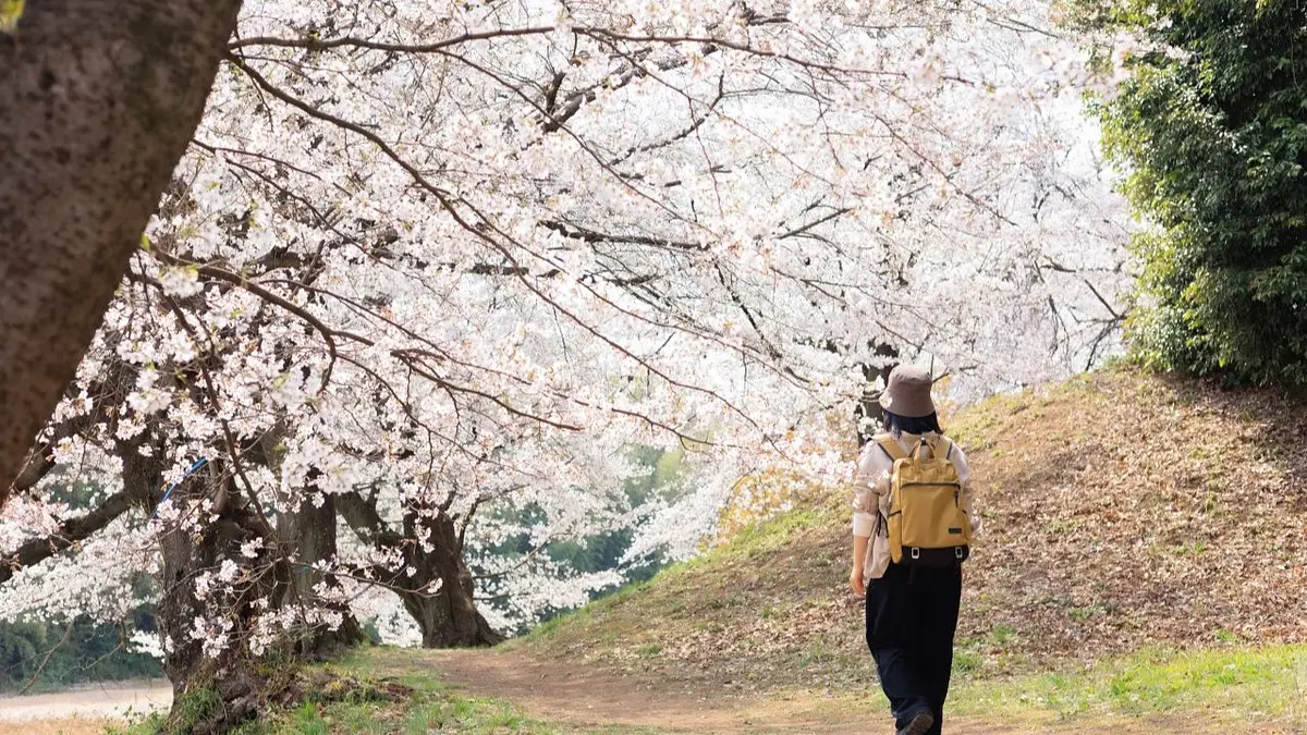 七輿山古墳（桜）