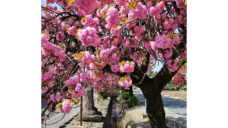 八重桜