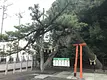 _玉村八幡宮Vの松_アマダ201907.JPG