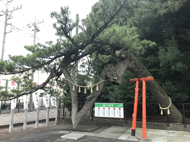 _玉村八幡宮Vの松_アマダ201907.JPG