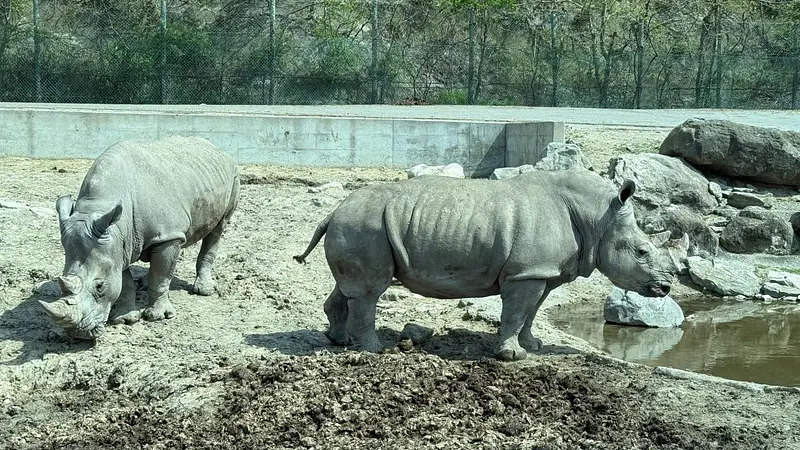 ミナミシロサイ