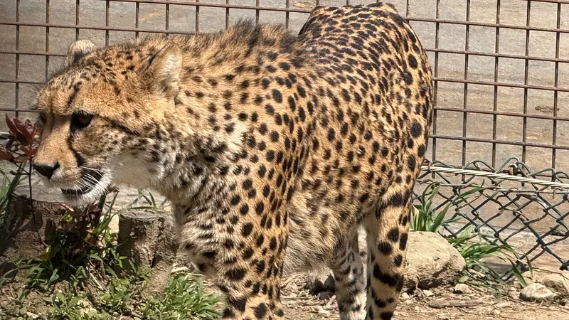 チーター