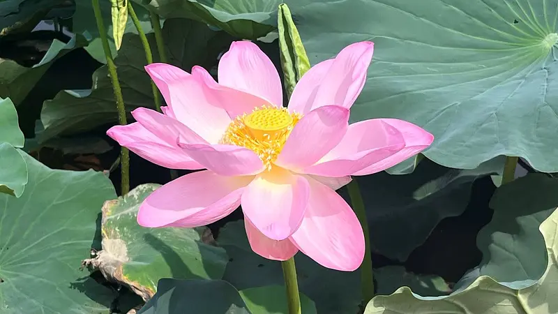 ハスの花