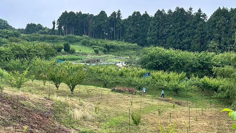 ゆあさ農園（梅林）