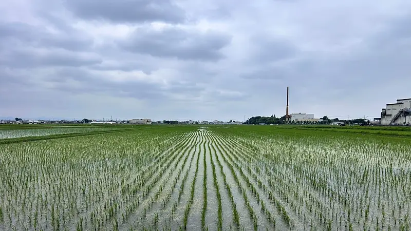 たまむら花火大会