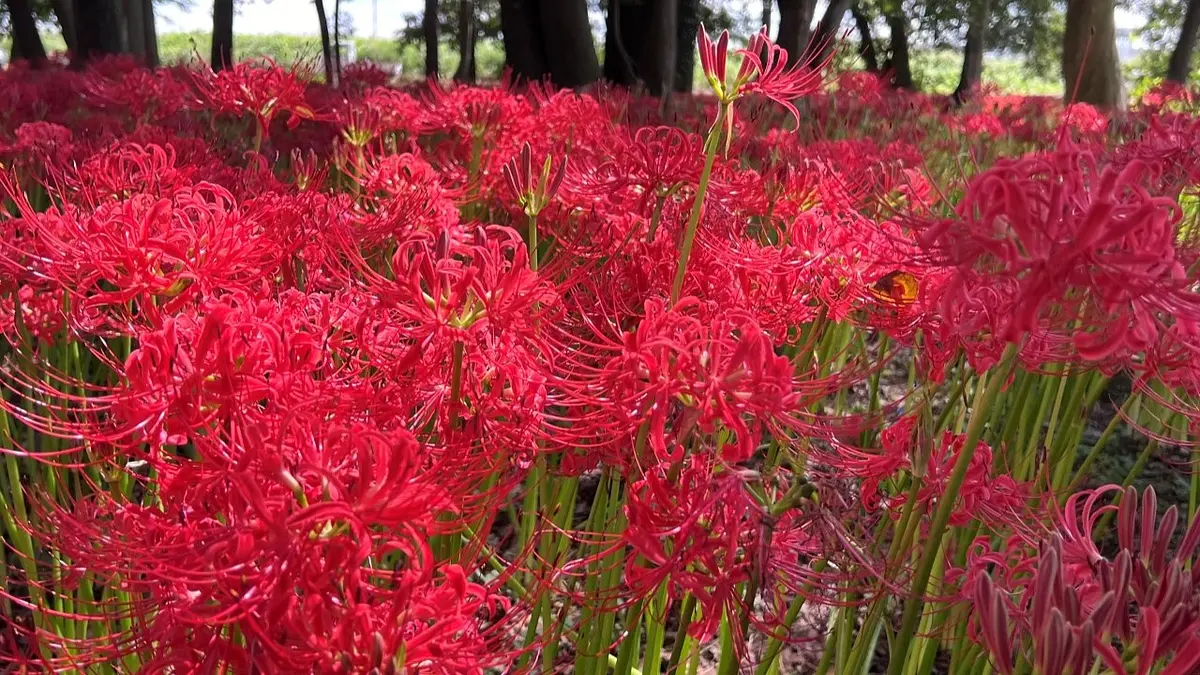 閉鎖から6年の歳月を経て復活した彼岸花の群生地「早川淵彼岸花の里」へ　【ぐんま観光県民ライター（ぐん記者）】