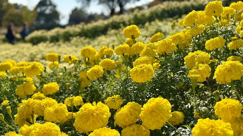 パーク内を彩るマリーゴールド