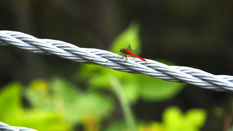 赤とんぼ