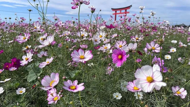 小泉コスモスまつり
