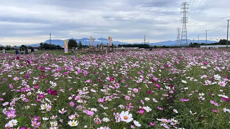 赤城山とコスモス