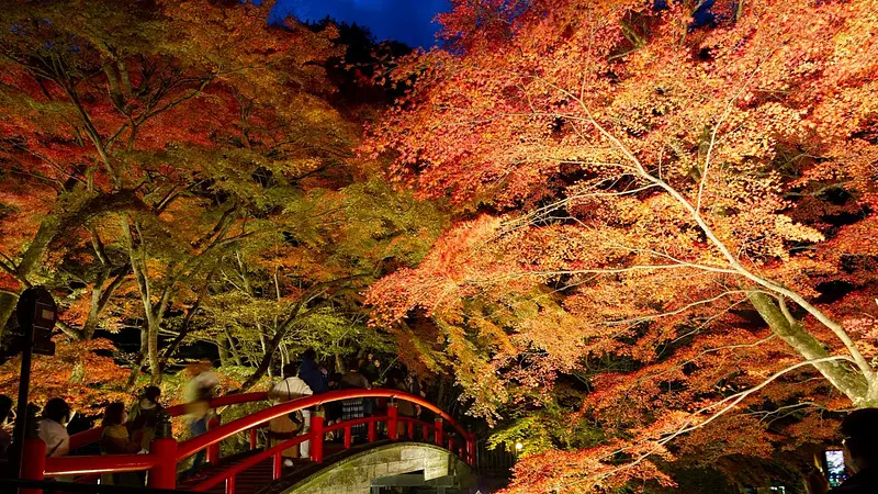 紅葉ライトアップ