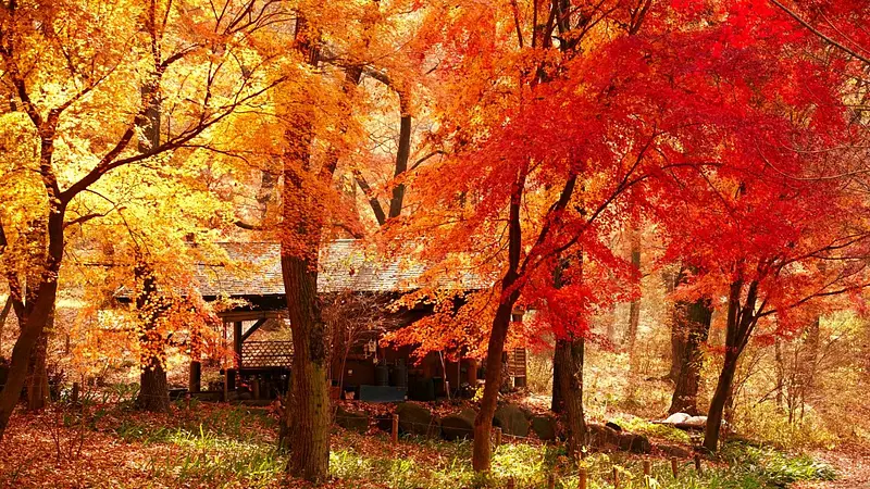 赤城自然園（紅葉）