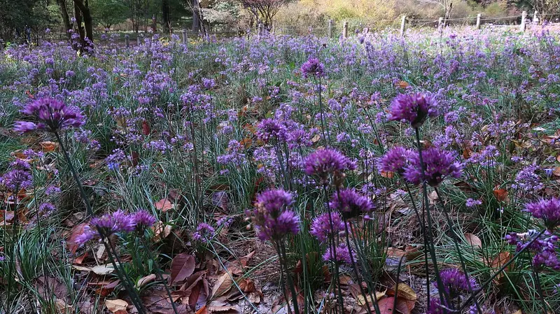 ヤマラッキョウとリンドウ