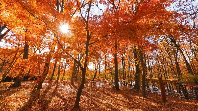 赤城自然園（紅葉）