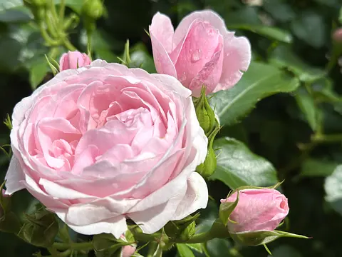 千代田あおい様