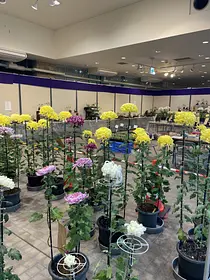 藤岡市民菊花大会